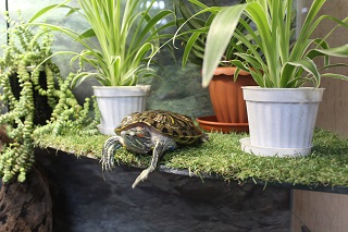 «В мире животных» проживающих Энгельсского дома-интерната