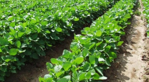 Результаты исследования на карантинные заболевания растений — генетический материал возбудителей не обнаружен