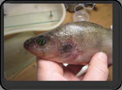 В саратовской лаборатории обнаружили рыбу с паразитами