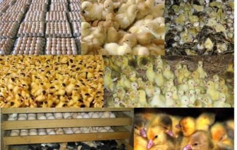 Саратовской ветлабораторией выделен возбудитель колибактериоза