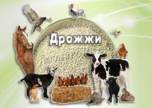 Саратовская МВЛ проводит исследования на содержание истинного протеина