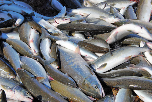 О вступлении в силу Технического регламента «О безопасности рыбы и рыбной продукции» (ТР ЕАЭС 040/2016)