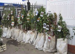 Оценка качества посадочного материала