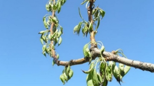 В кукурузе карантинные заболевания растений не обнаружены