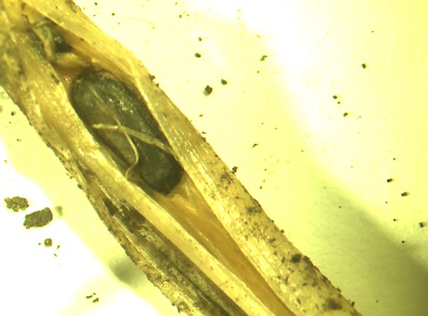 В растениях озимых зерновых культур обнаружена склеротиния (Sclerotinia graminearum Elen.)