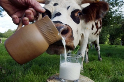 Саратовская МВЛ: Нарушений требований безопасности сырого молока не выявлено