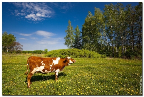 Возбудитель туберкулеза животных в пробах с начала 2018 года не выделен