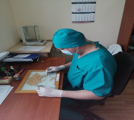 По результатам МСИ по определению посевных качеств семян получено 100 баллов