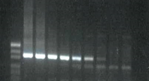 Саратовской МВЛ проведены молекулярные методы исследования на инфекционные заболевания животных