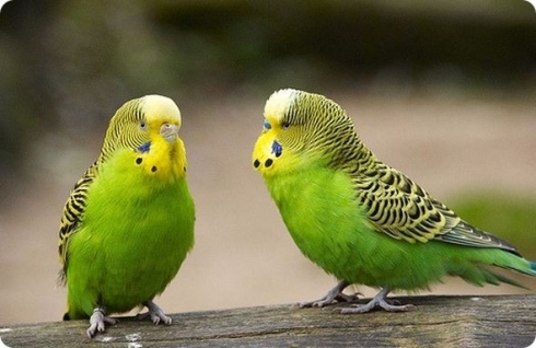 Саратовская МВЛ: О проведенных исследованиях на заболевания птиц методом ПЦР