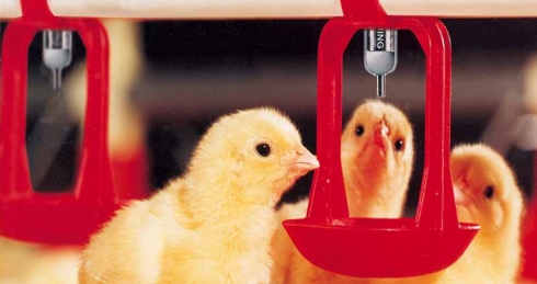 Качество воды для поения птицы должно соответствовать ГОСТ Р 51232-98