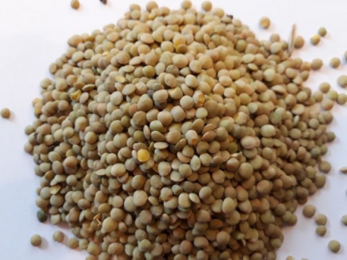 В чечевице обнаружены семена повилики