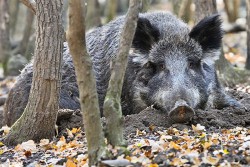 Получено 2 положительных результата на африканскую чуму свиней 