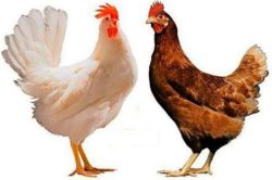 Установлен высокий уровень поствакцинальных антител