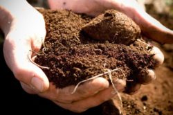 Саратовская МВЛ: Паразитологическое исследование почвы показало отрицательный результат