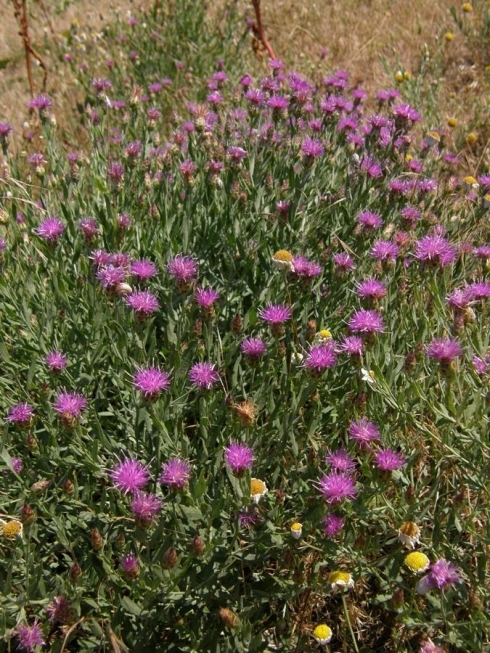 В пробах пшеницы продовольственной обнаружены семянки горчака ползучего 
