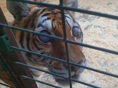 Ветеринары удалят глаза ослепшей тигрице из Саратова