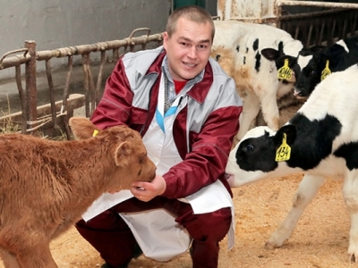 Саратовским аграриям представят неприхотливых французских супер-коров