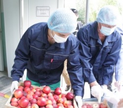 В ФГБУ «Саратовская МВЛ» было произведено уничтожение партии санкционной продукции